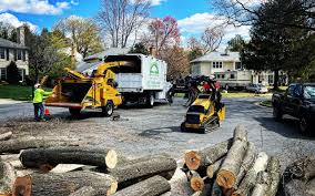 How Our Tree Care Process Works  in  Midwest City, OK