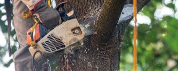 Reliable Midwest City, OK Tree Care Solutions